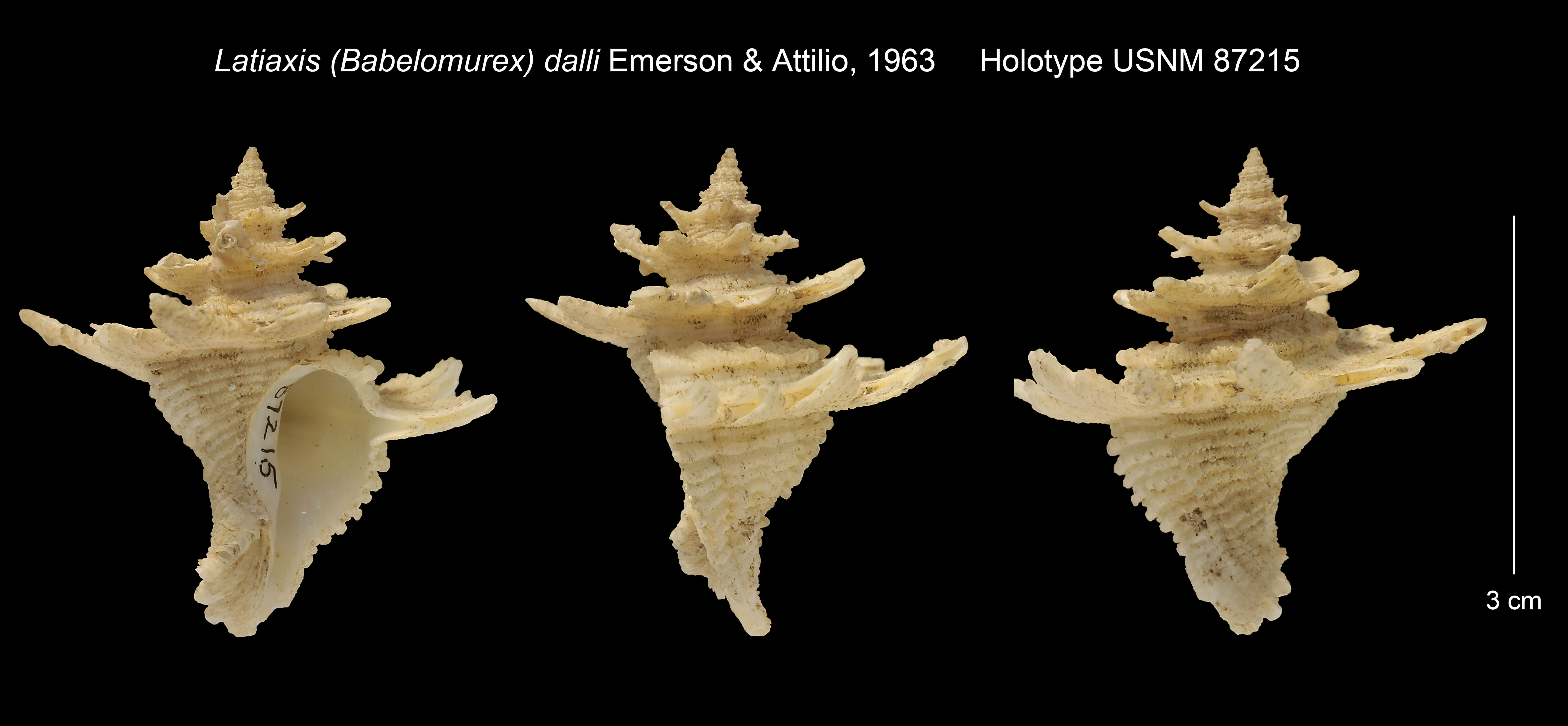 Image of Babelomurex dalli (Emerson & D' Attilio 1963)