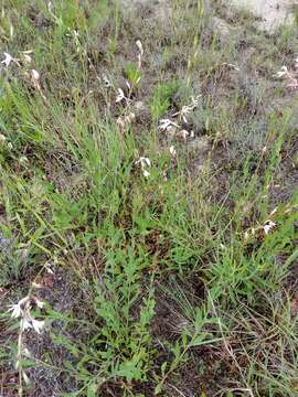 Oenothera filipes (Spach) W. L. Wagner & Hoch resmi