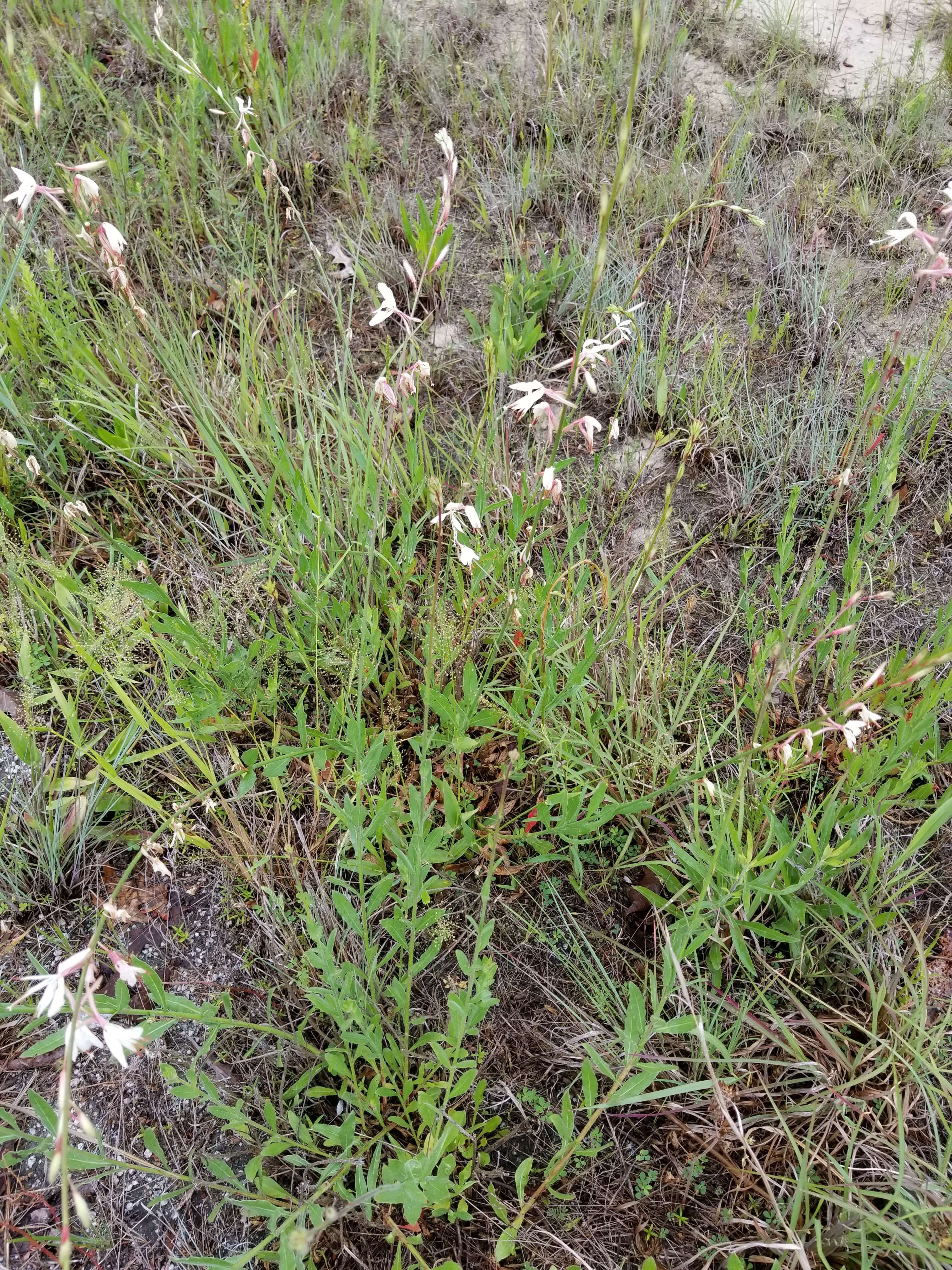 Oenothera filipes (Spach) W. L. Wagner & Hoch resmi