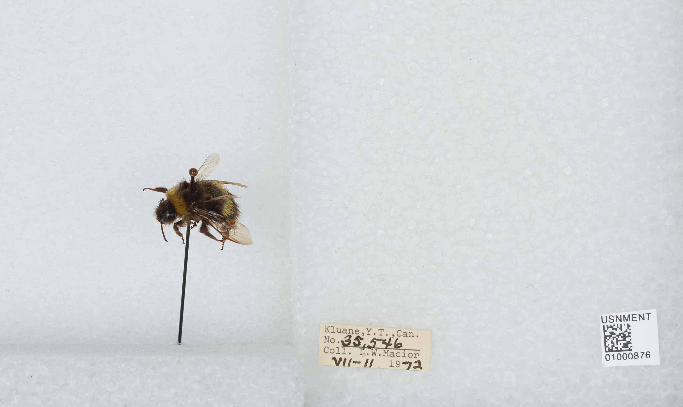 Image of White-tailed bumblebee