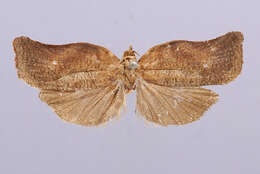 Слика од Tortrix flexicostalis Dognin 1908