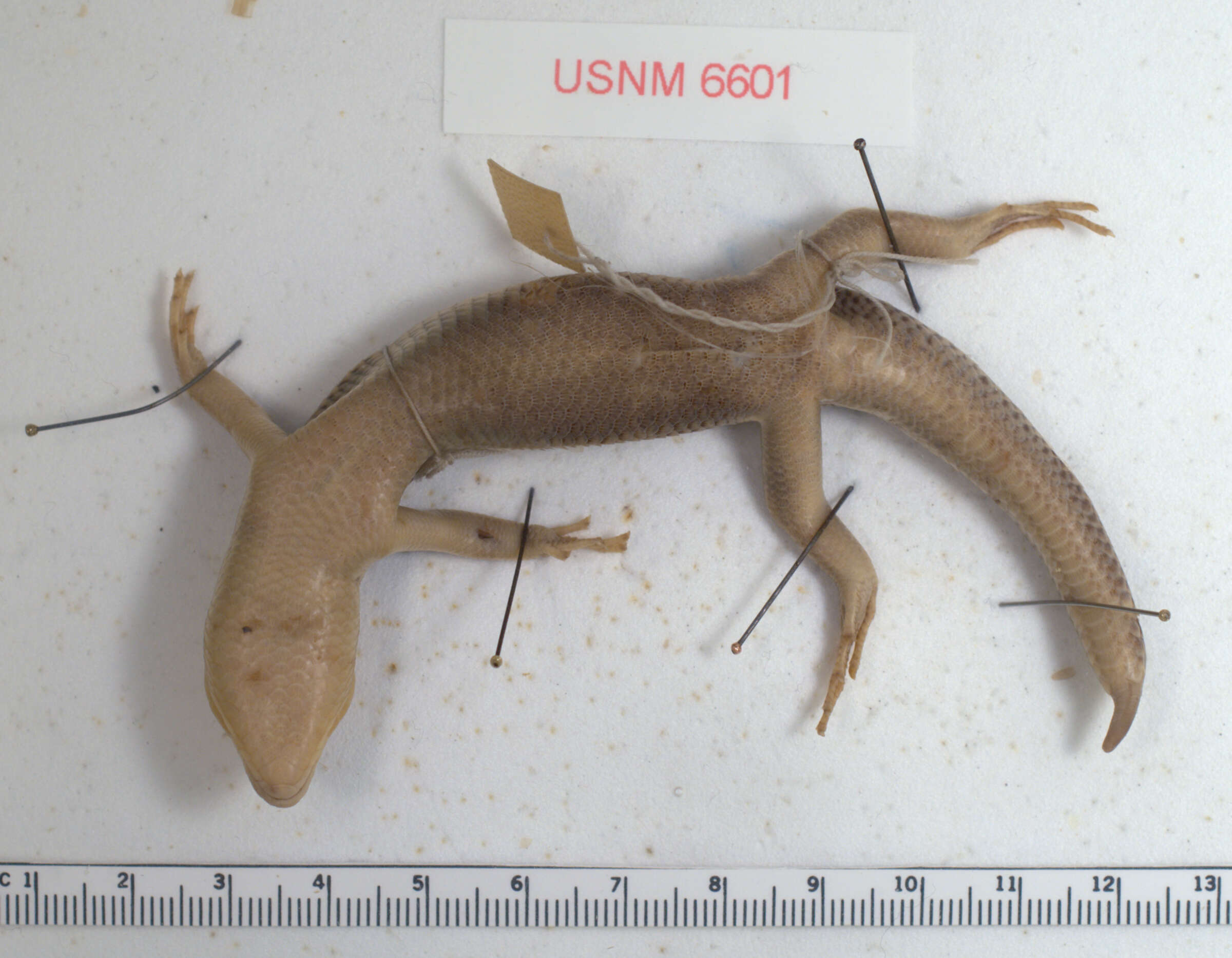 Image of Sumichrast's Skink