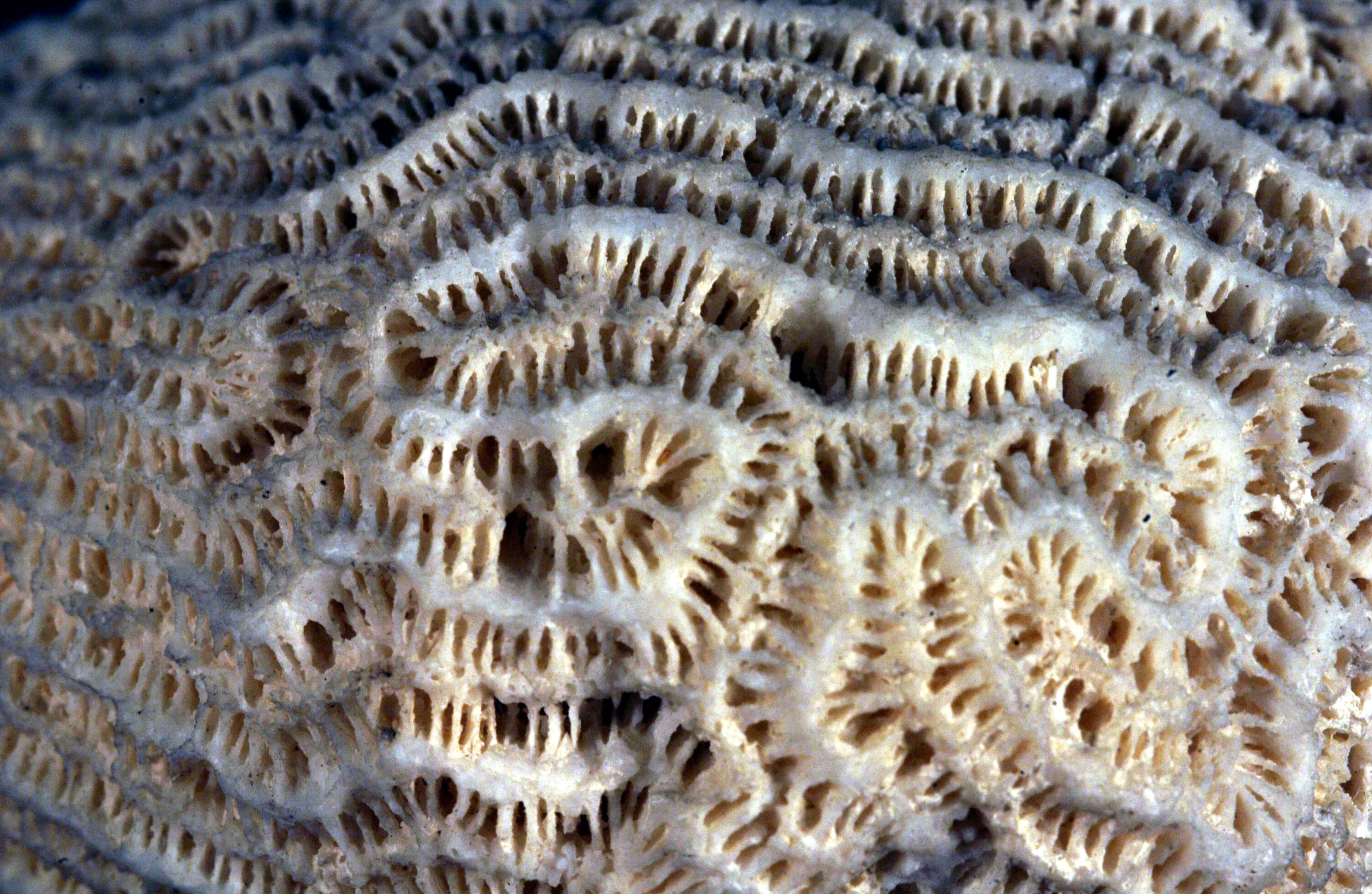 Image of Brain Coral