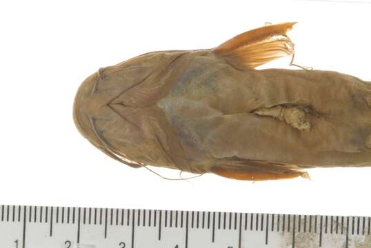 Image of Catfish