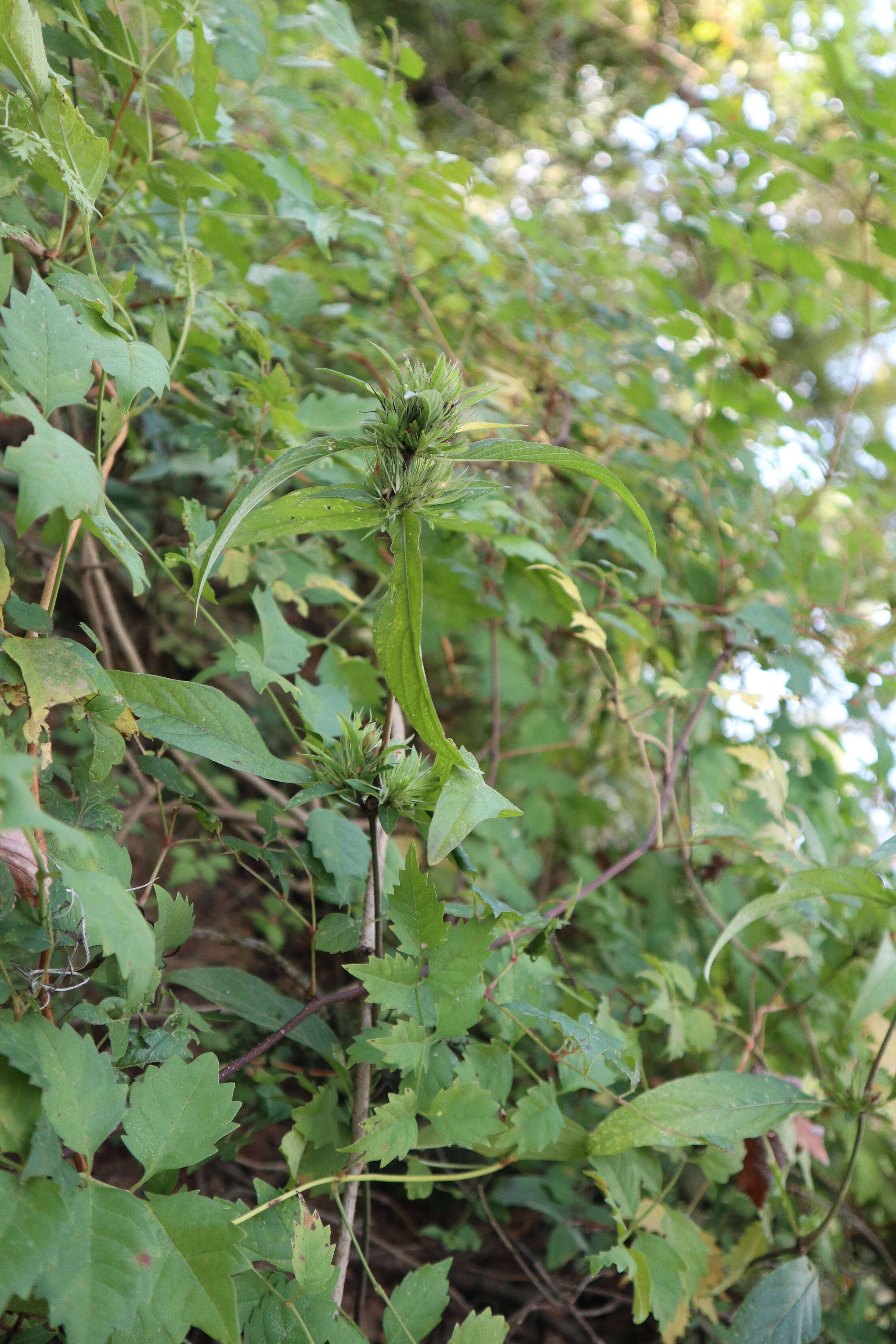 Image of Carolina wild petunia