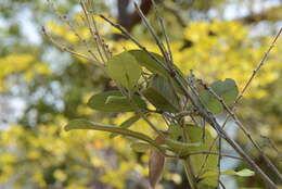 Image of Tephrosia major Micheli