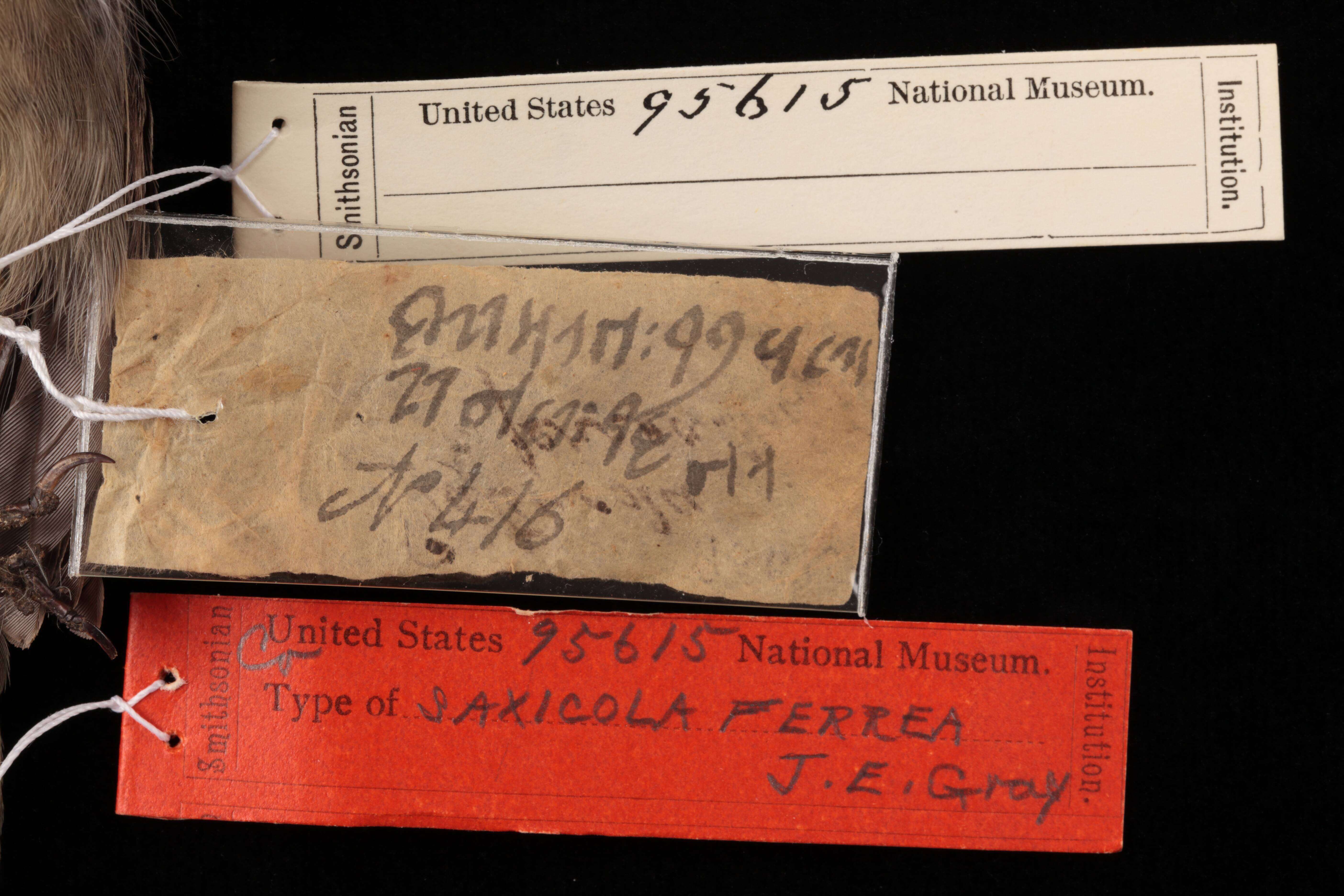Image of Saxicola ferrea J. E. Gray & G. R. Gray 1847