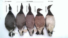 Image of Brant Goose