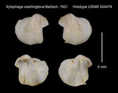 Слика од Xylophaga washingtona Bartsch 1921