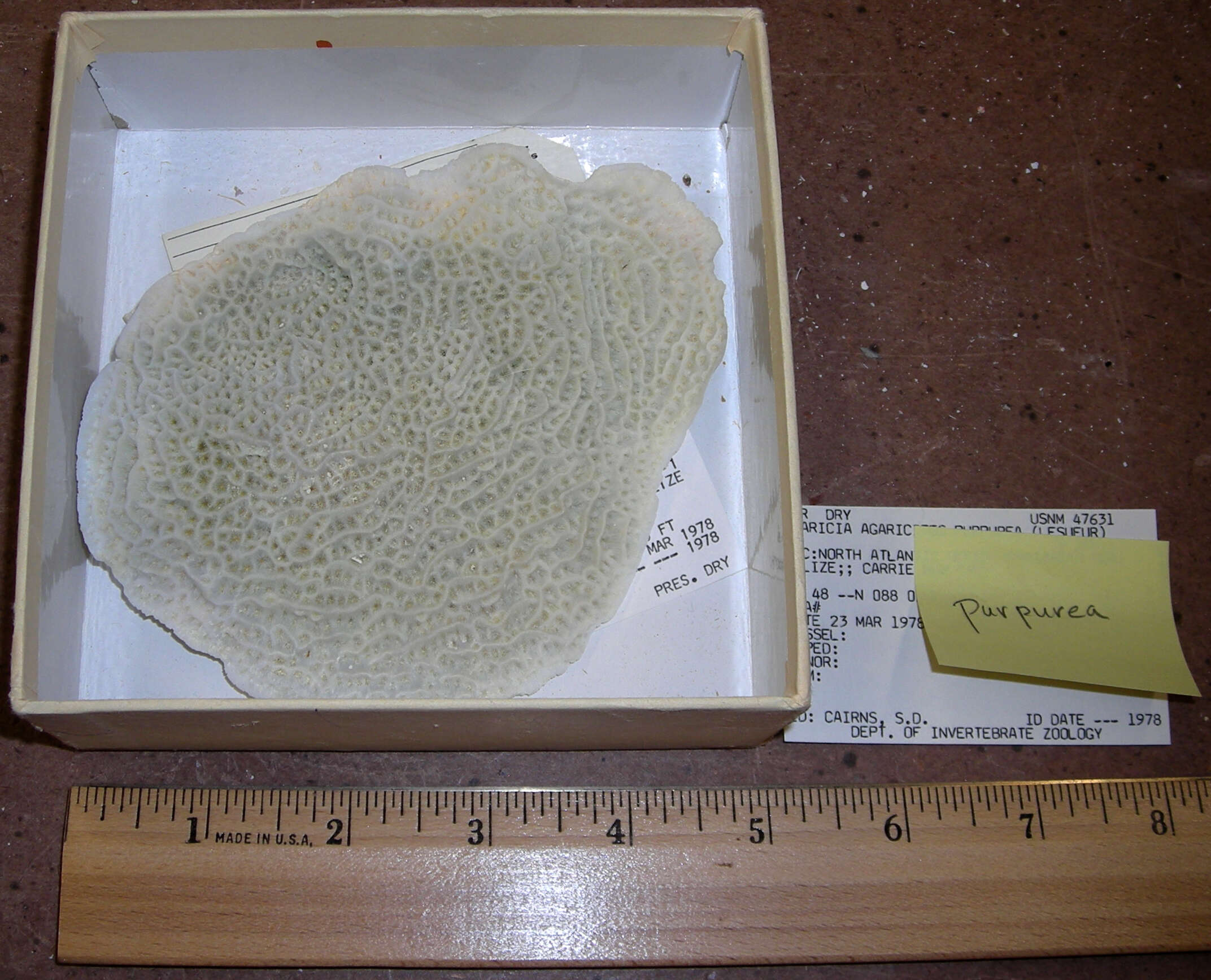 Image of Tube Coral