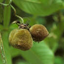 Imagem de Paullinia eriocarpa Triana & Planch.