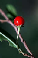 Imagem de <i>Solanum racemosum</i>