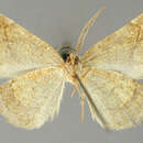 Selenia ismalida Dyar 1913的圖片