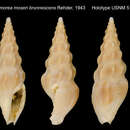 Image of Fenimorea moseri brunnescens Rehder 1943