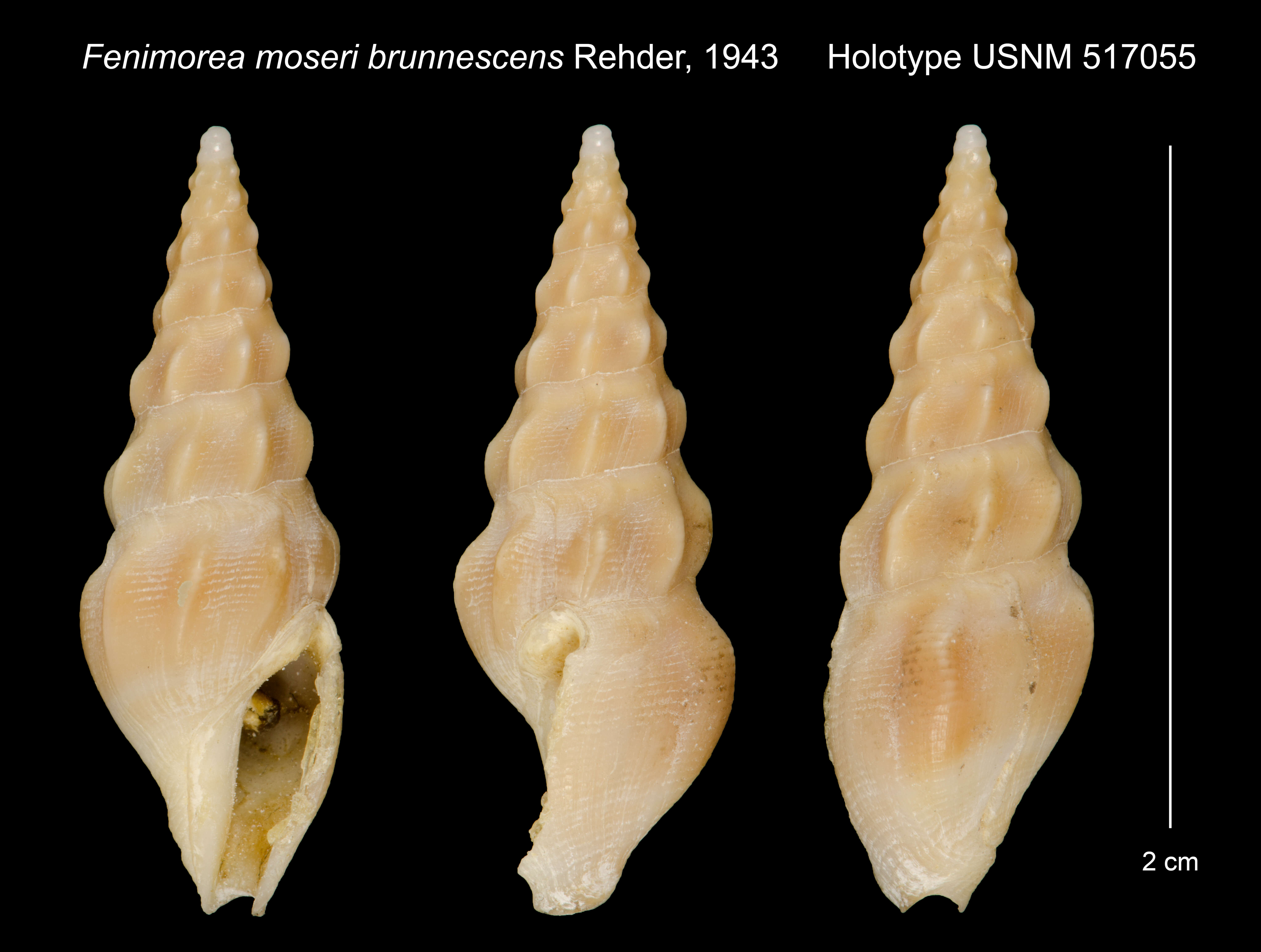 Image of Fenimorea moseri brunnescens Rehder 1943