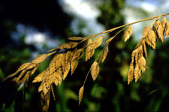 Imagem de Uniola paniculata L.