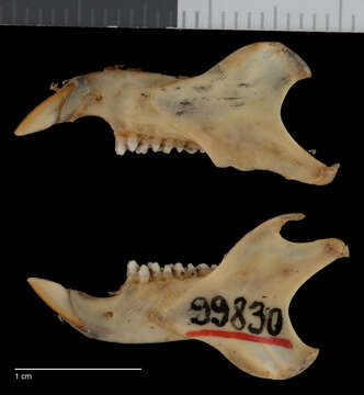 Image of Glaucomys sabrinus stephensi (Merriam 1900)