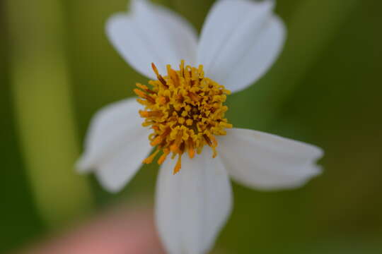 صورة Bidens alba var. radiata (Sch. Bip.) Ballard