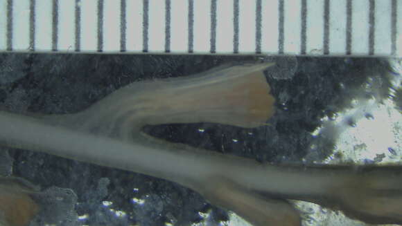 Image of compact bamboo coral