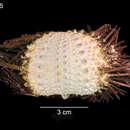 Image of Echinometra lucunter polypora Pawson 1978