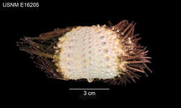 Image of Echinometra lucunter polypora Pawson 1978