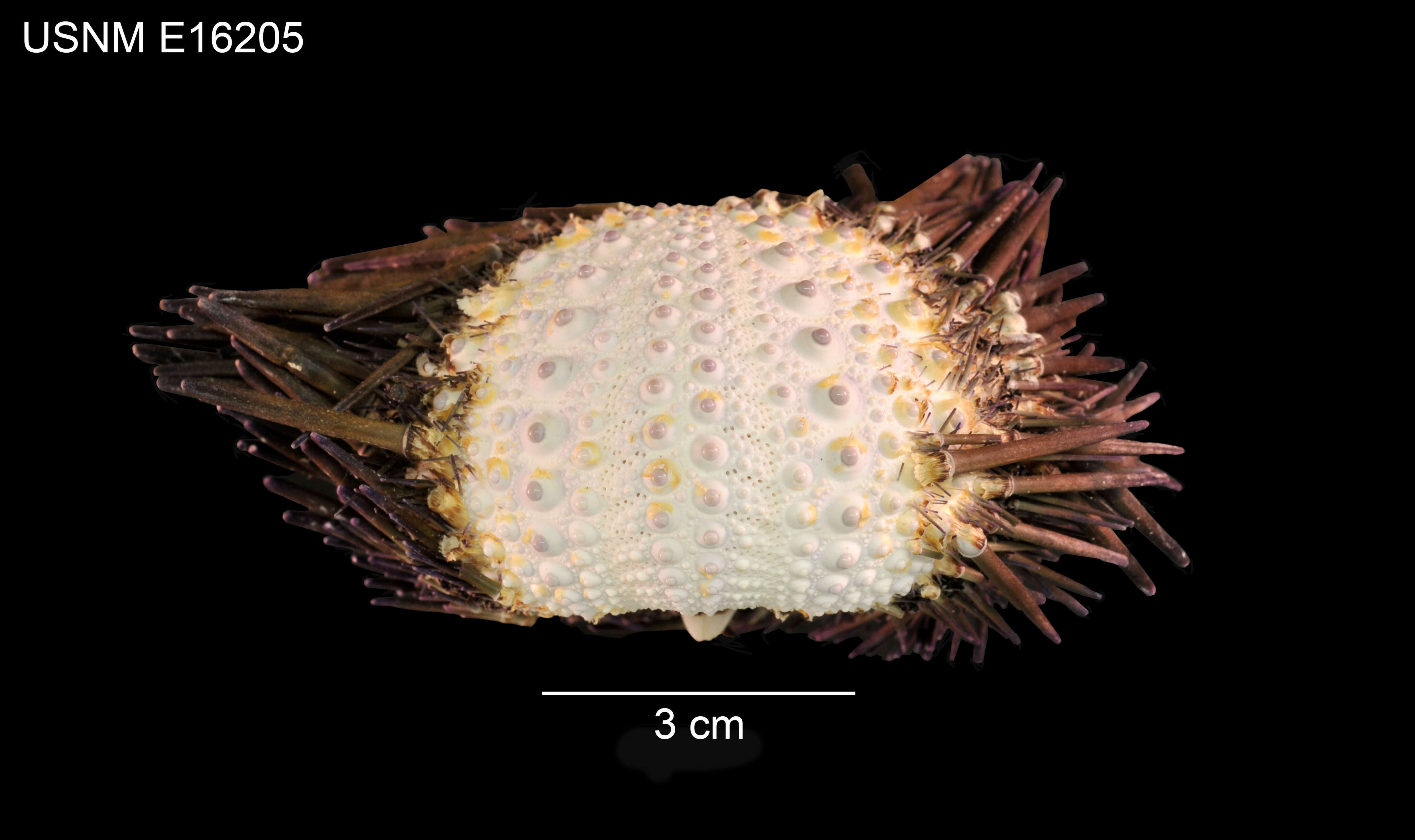 Image of Echinometra lucunter polypora Pawson 1978