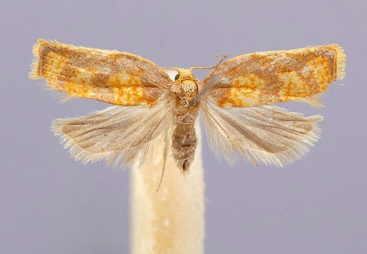 Image of Acleris pulchella Kawabe 1963