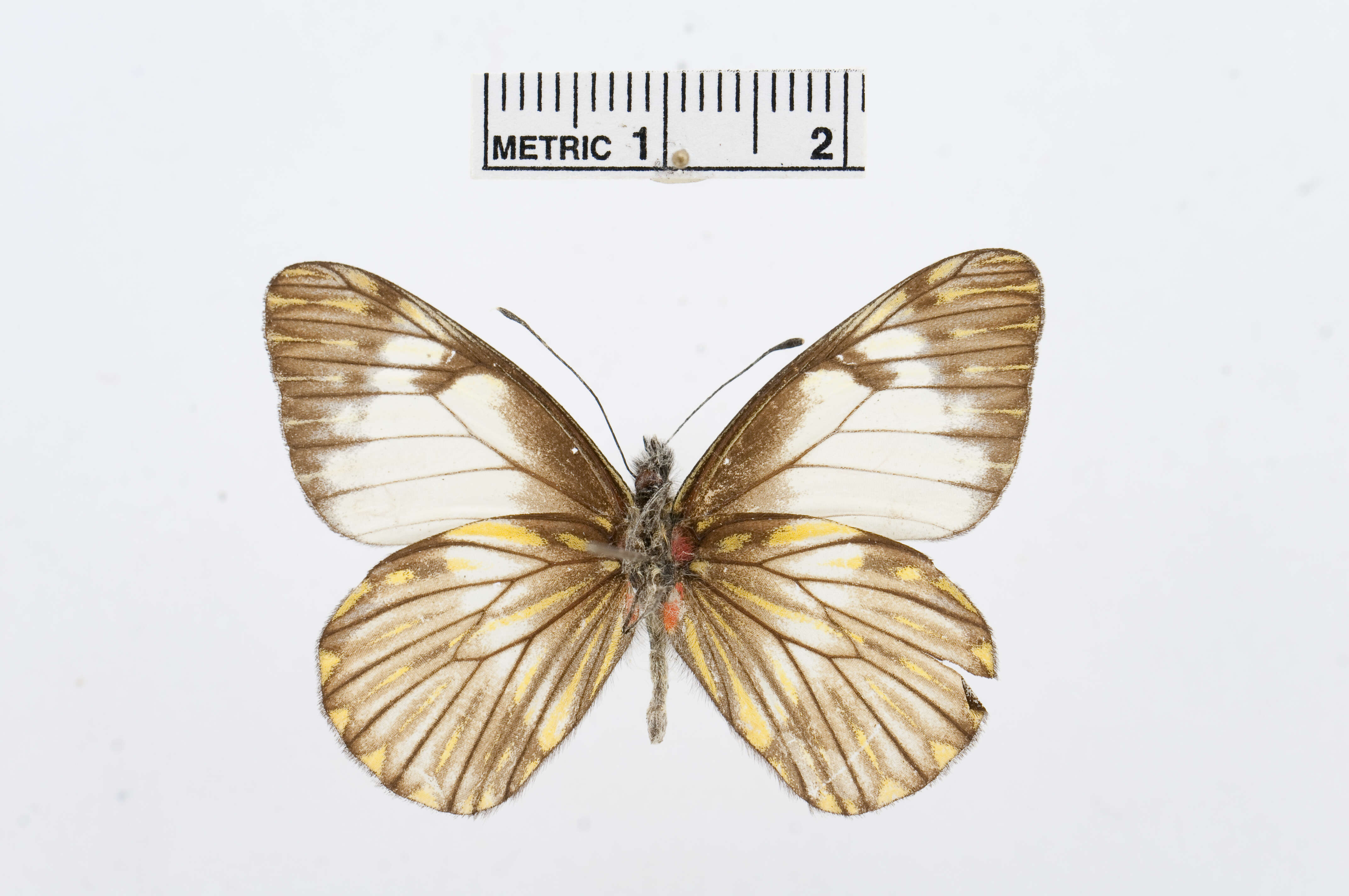 Image of Catasticta notha (Doubleday 1847)