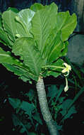 Imagem de Brighamia insignis A. Gray