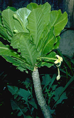 Image of cabbage on a stick