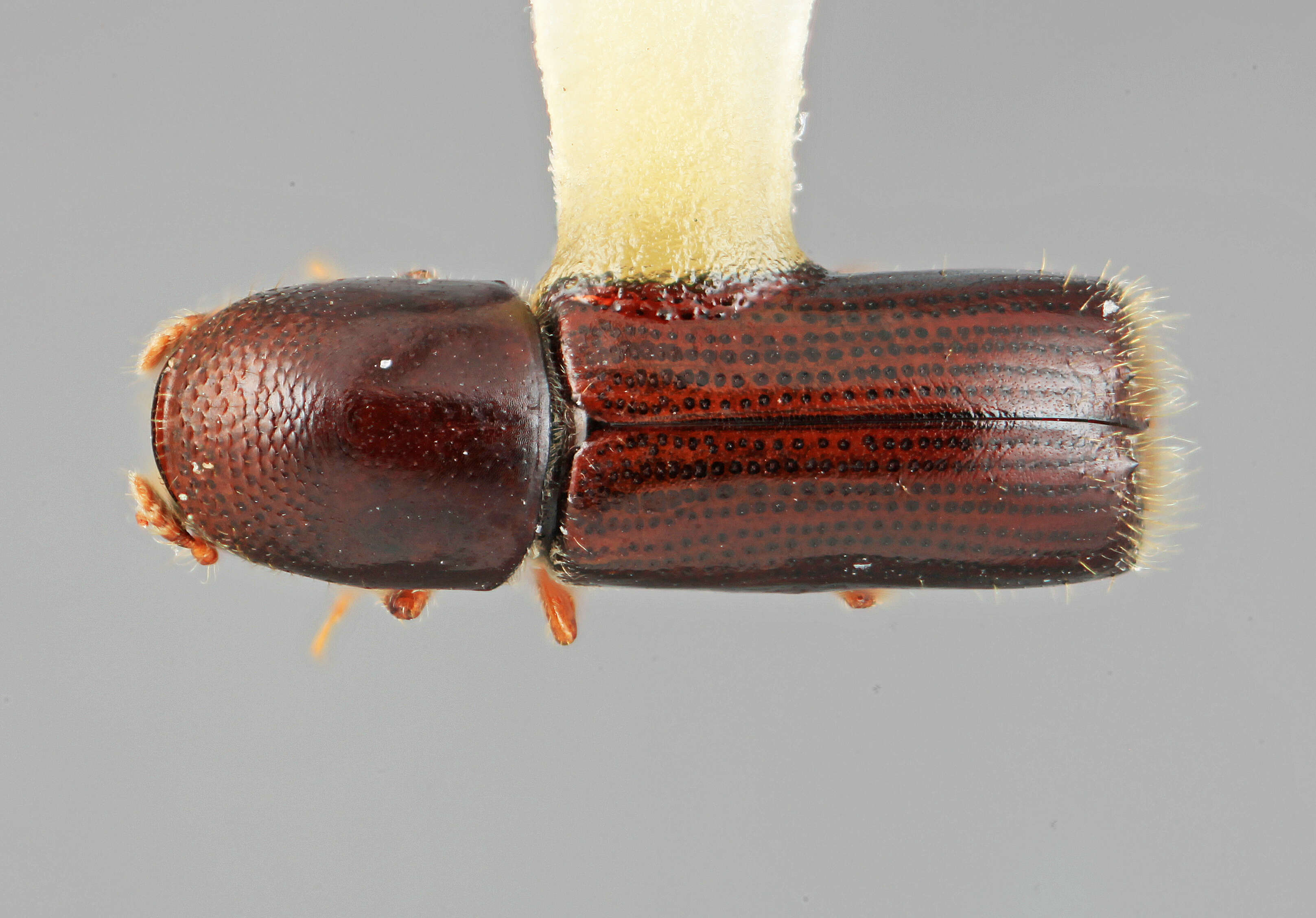 Image of Gnathotrupes nectandrae Wood 1989