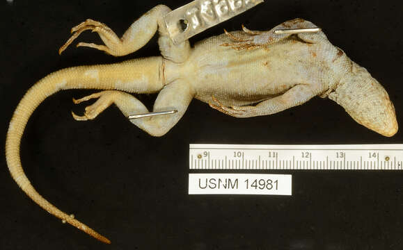 Image of Common Pacific Iguana