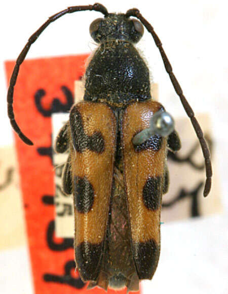 Image of Brachyleptura vexatrix (Mannerheim 1853)