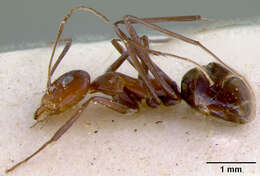 Image of Iridomyrmex bicknelli azureus Viehmeyer 1914