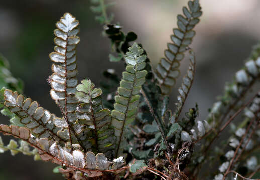 Image of rockslope cloak fern