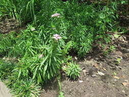 Sivun Achillea alpina subsp. alpina kuva