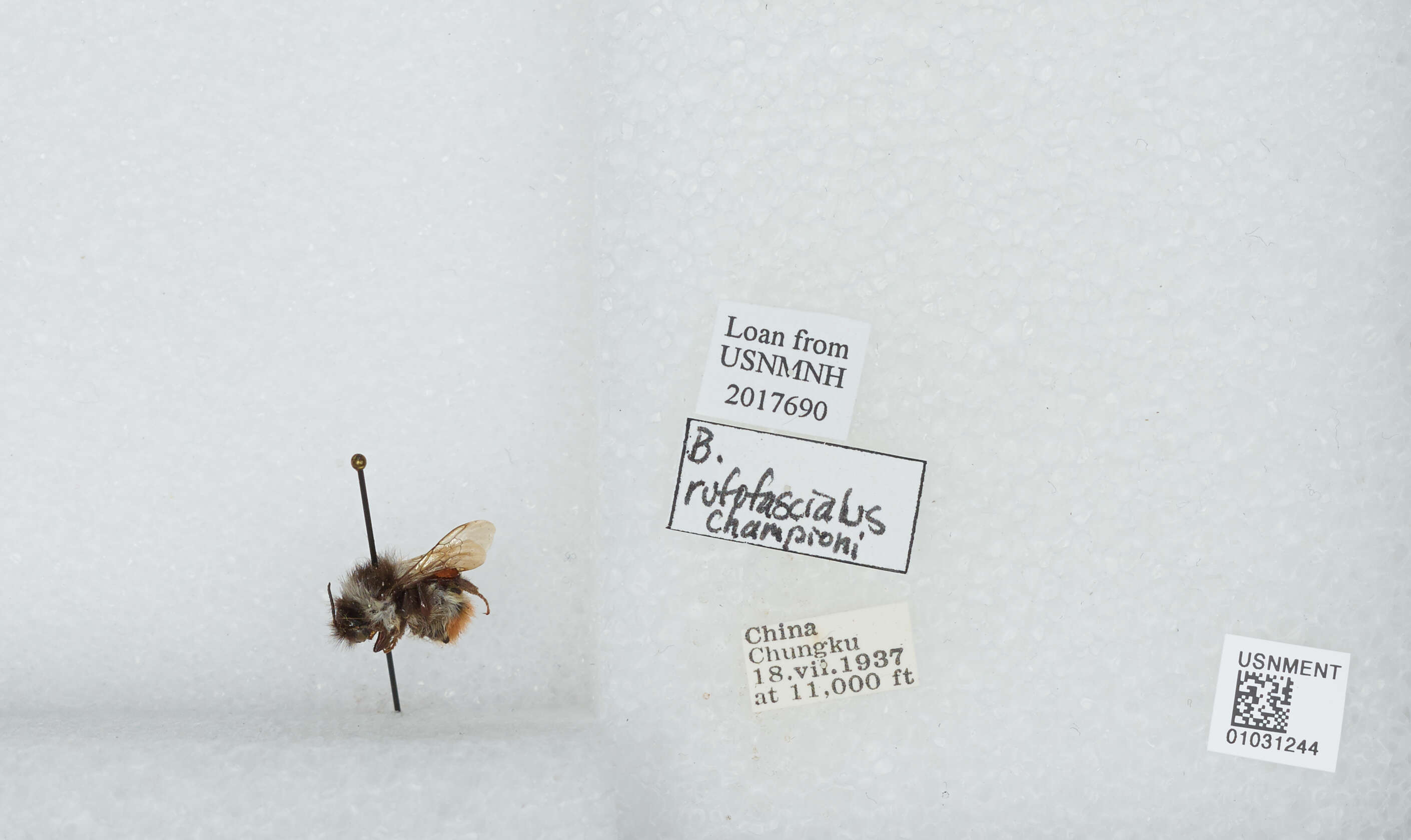 Image of Bombus rufofasciatus Smith 1852