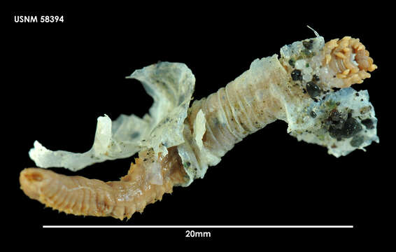 Rhamphobrachium subgen. Spinigerium resmi