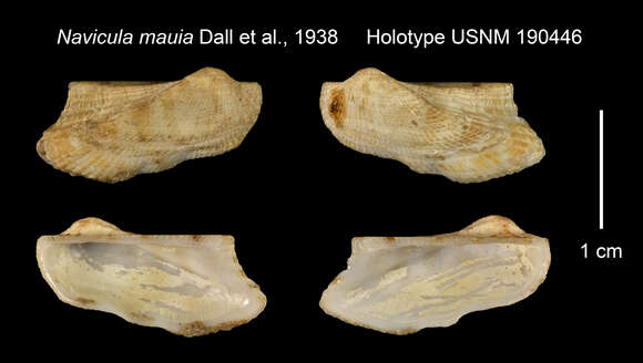 Image of Arca kauaia (Dall, Bartsch & Rehder 1938)