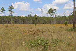 Image of mock pennyroyal