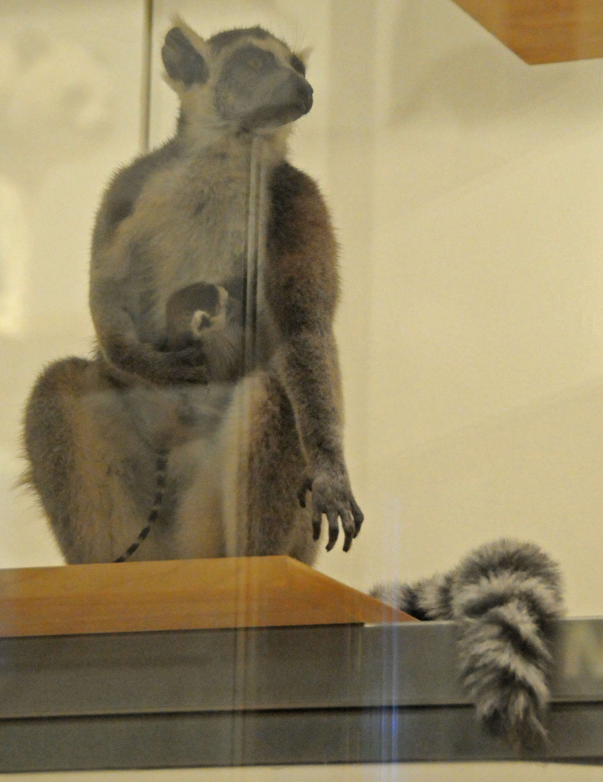 Image of Lemur Linnaeus 1758