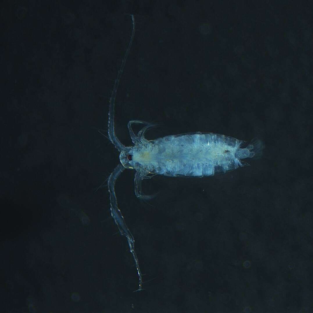 Image of Labidocera Lubbock 1853