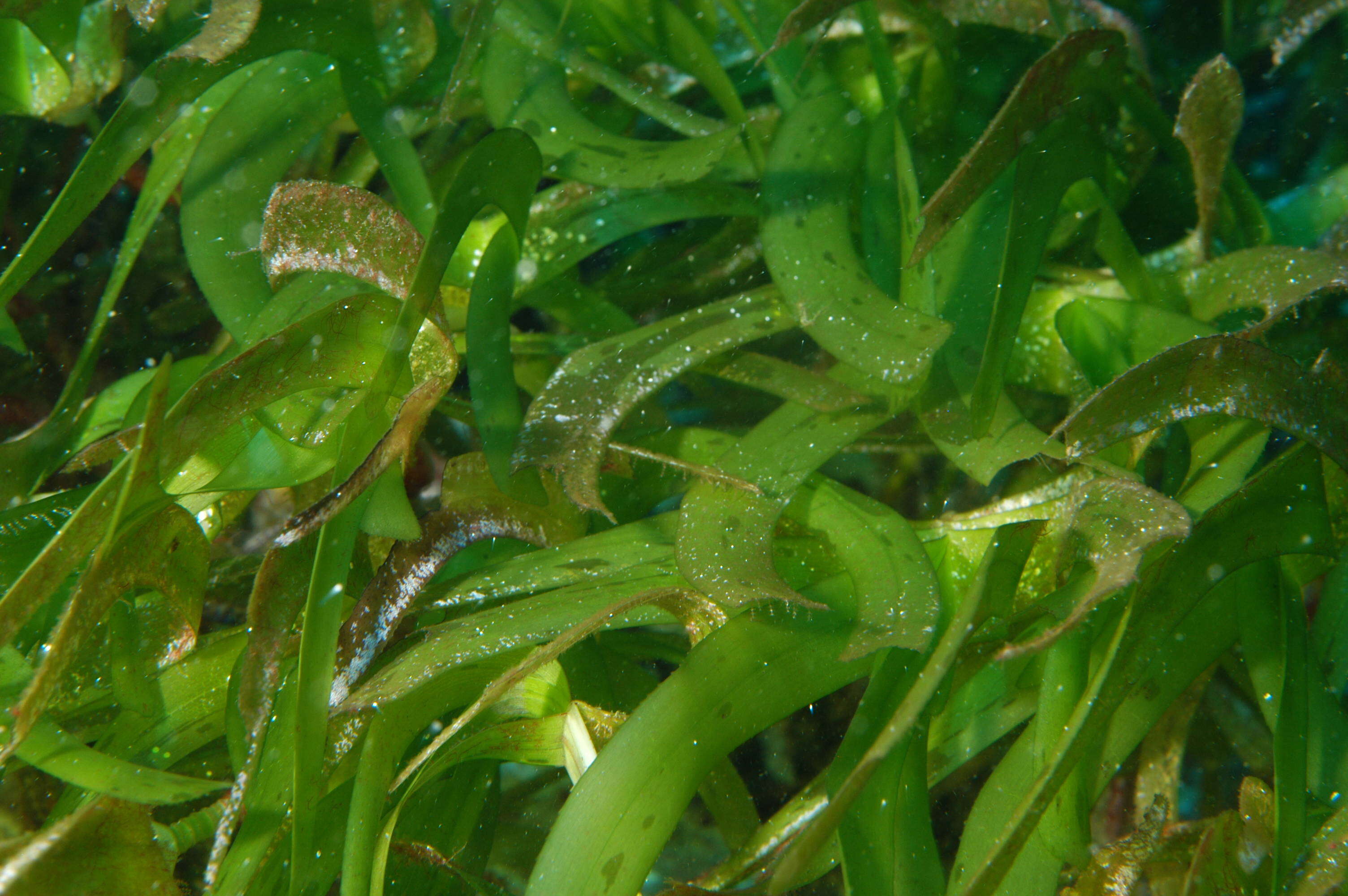 Plancia ëd Thalassodendron ciliatum (Forssk.) Hartog