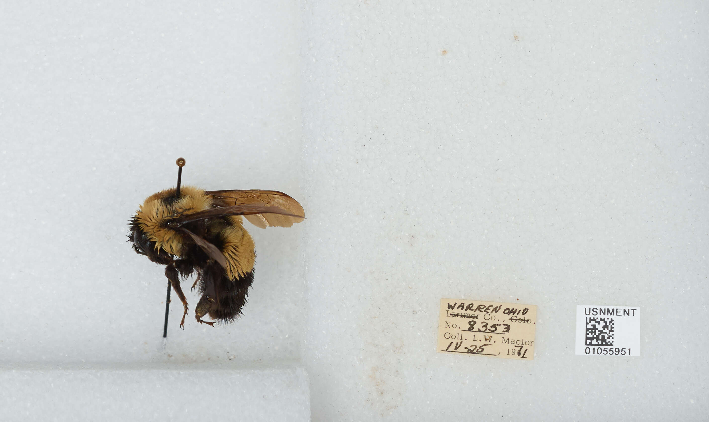 Слика од Bombus affinis Cresson 1864