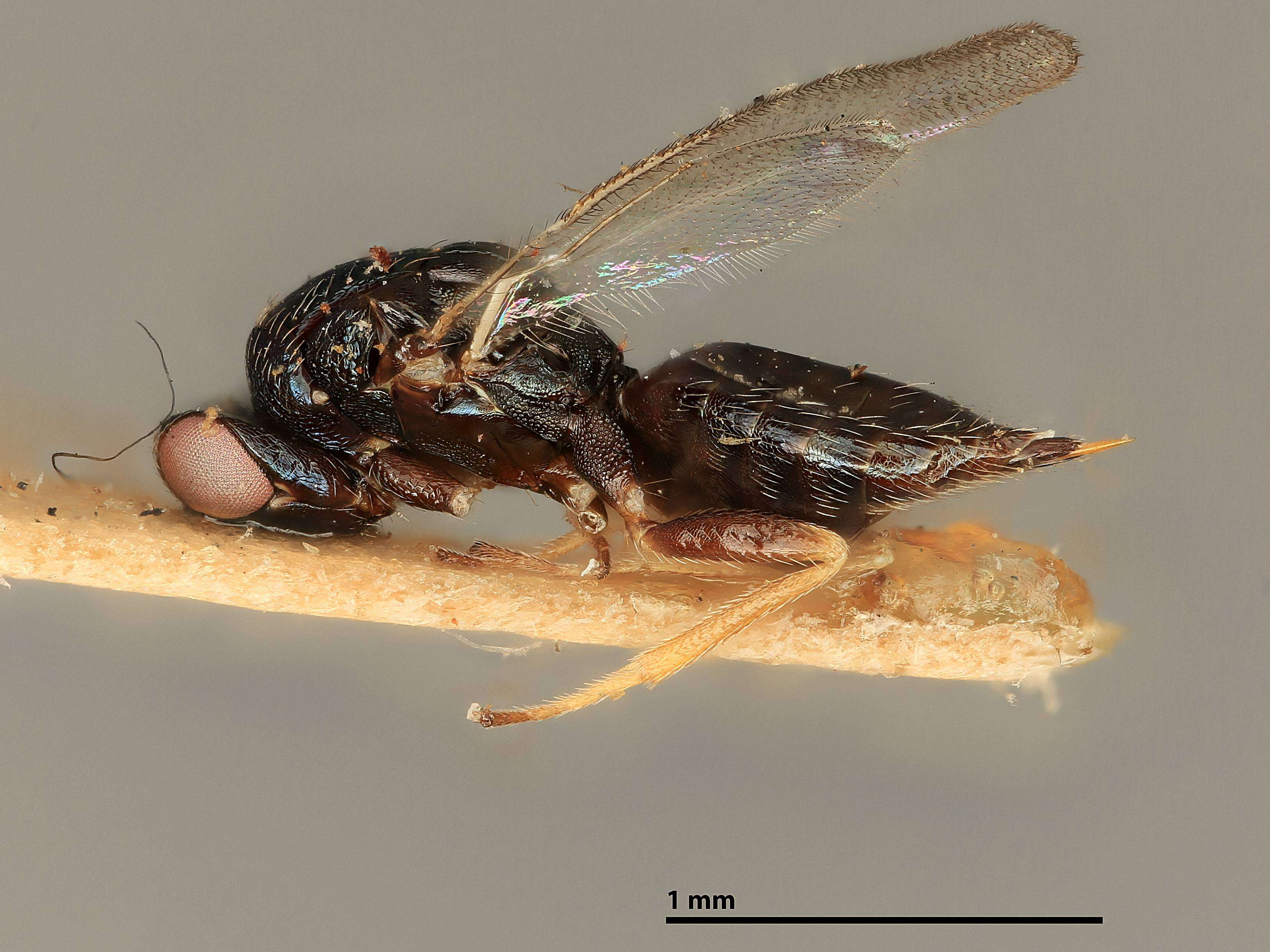 Image of Epitetrastichus