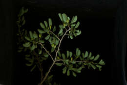 Image de Erythroxylum rotundifolium Lunan