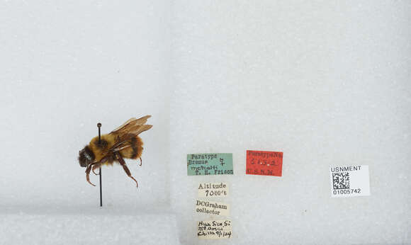 Image of Bombus braccatus Friese 1905