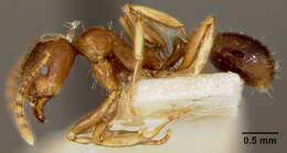 Image of Leptothorax nevadensis rudis Wheeler 1917