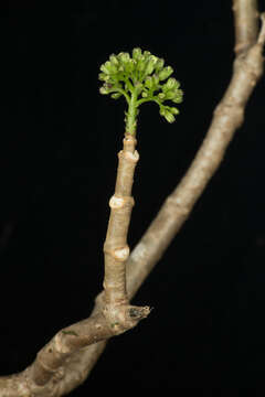 Image of Ageratina crassiramea (B. L. Rob.) R. King & H. Rob.