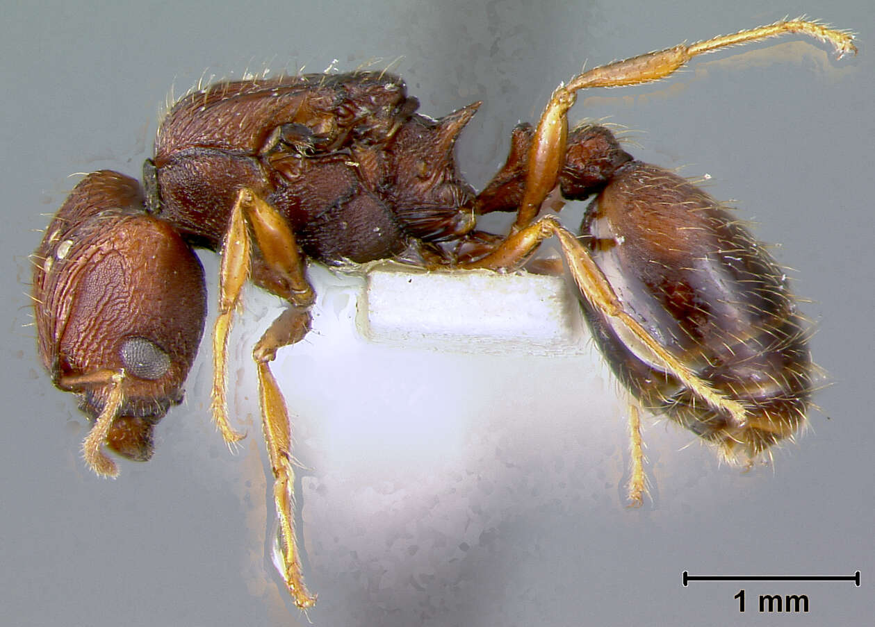 Pheidole caldwelli Mann 1921 resmi